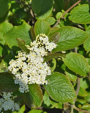 Viburnum lantana