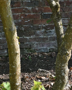 Viburnum plicatum shasta
