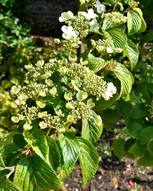 Viburnum plicatum shasta