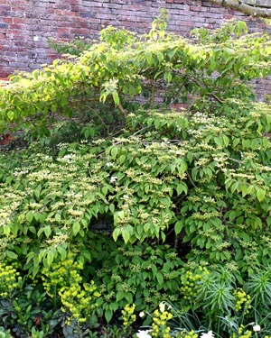 Viburnum plicatum shasta
