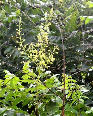 Golden rain tree