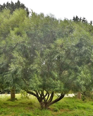 Olive willow