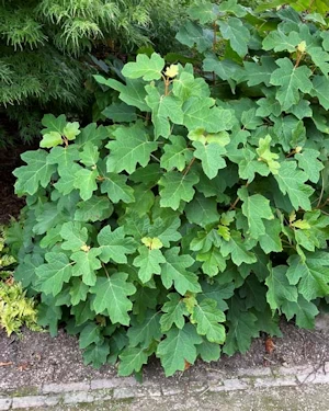 Hydrangea quercifolia