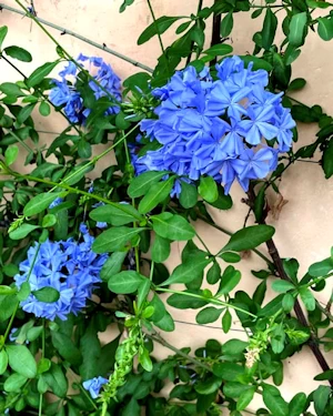 Plumbago