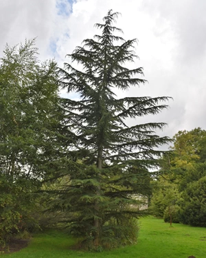 Cedar of Lebanon