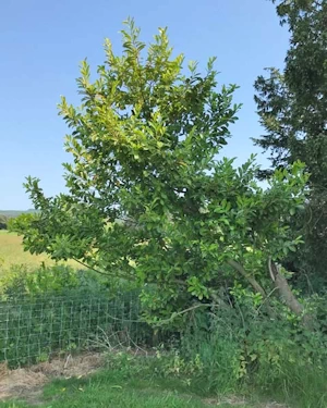 Prunus laurocerasus