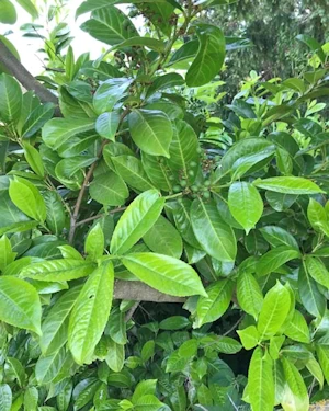 Prunus laurocerasus