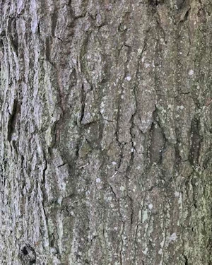 Quercus cerris