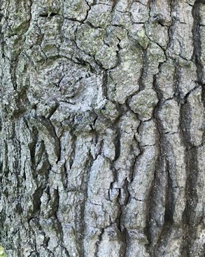 Quercus robur
