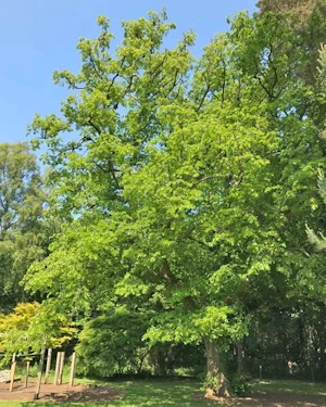 Tilia cordata