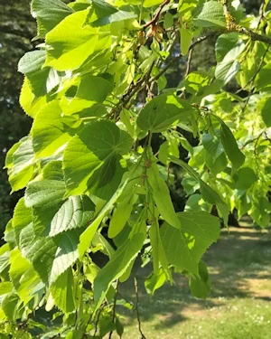 Tilia cordata