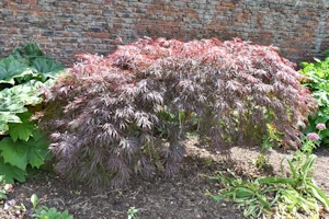 Acer palmatum dissectum Garnet