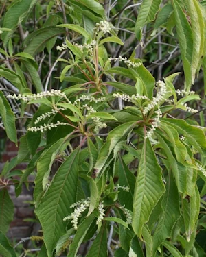 Clethra barbinervis
