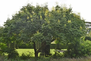 Scampston