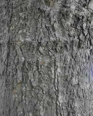 London Plane leaves and bark