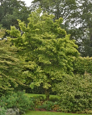 Magnolia Loebneri