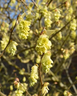 Corylopsis pauciflora