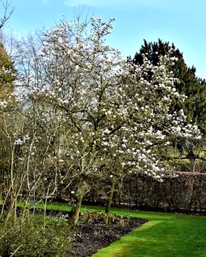Magnolia stellata