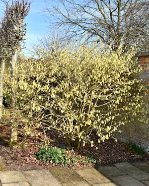 Stachyurus chinensis
