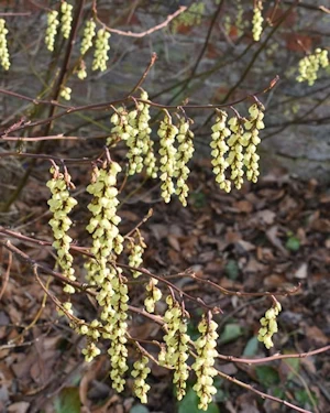 Stachyurus chinensis