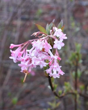 Viburnum bodnantense