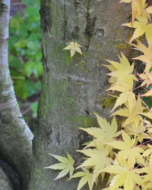 Acer palmatum