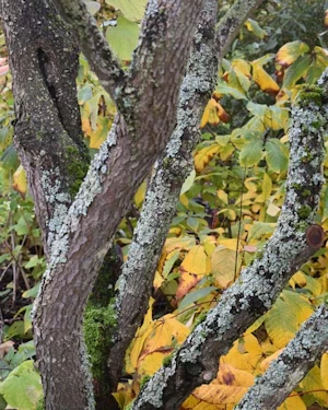 Cercis canadensis