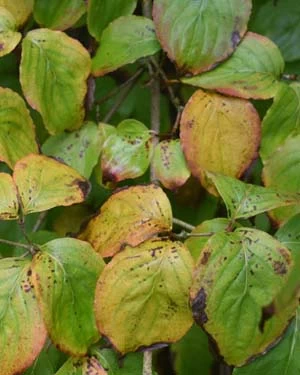 Cornus kousa