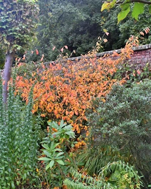 Corylopsis sinensis