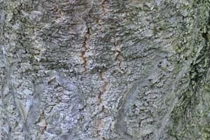 Chinese cork tree
