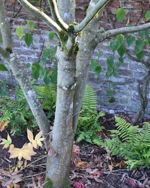 Acer palmatum osakazuki