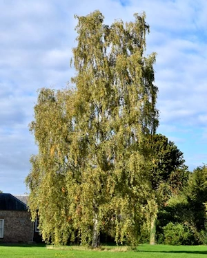 Silver birch