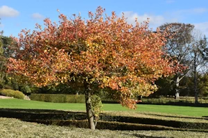 Scampston Hall formal garden
