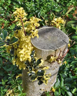 Ilex aquifolium
