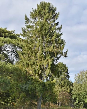 Norway spruce