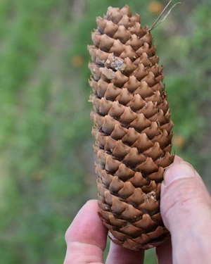 Norway spruce cone