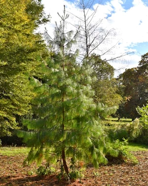 Pinus patula
