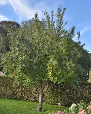 Shropshire prune