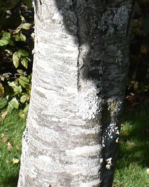 Prunus insititia
