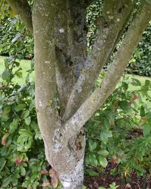 Persian ironwood