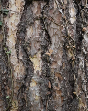Pinus nigra maritima