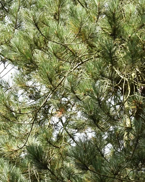 Pinus nigra maritima