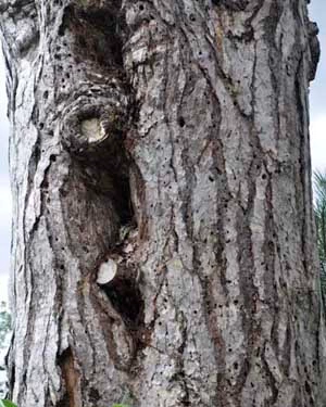 Pinus sylvestris bark