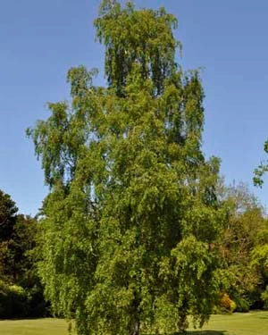 Silver birch