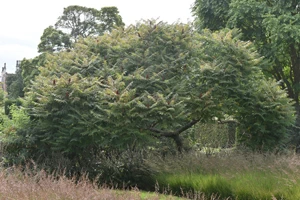 Staghorn sumac