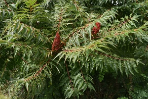 Sumac flower