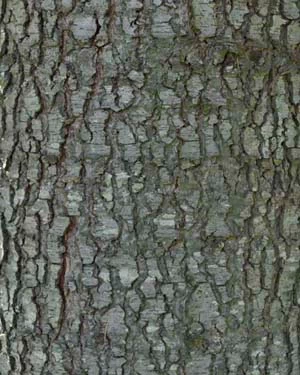 Atlas cedar bark
