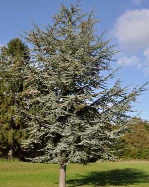 Atlas blue cedar