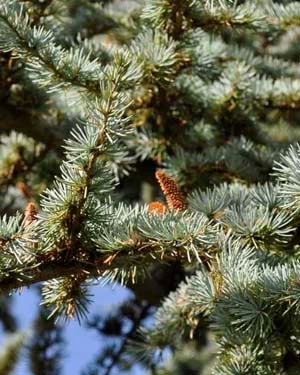 Cedrus atlantica