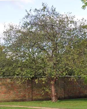 Tibetan cherry